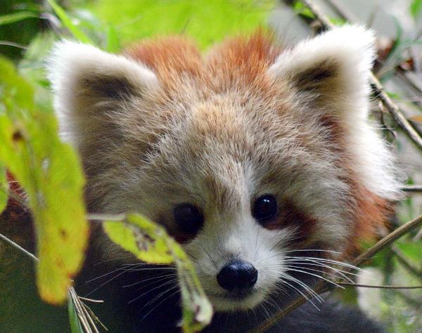 red-panda-photos-head