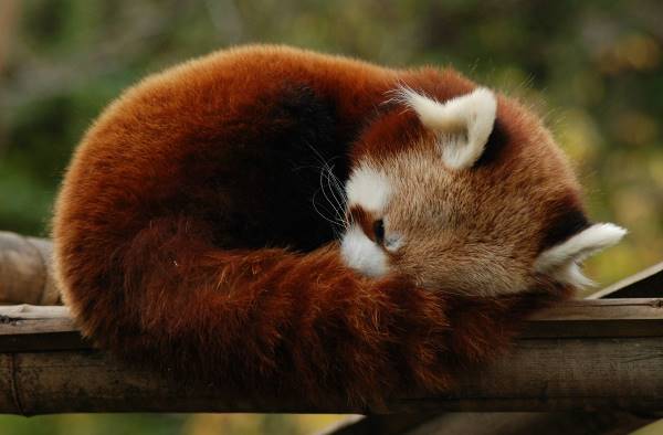 Red Panda Napping