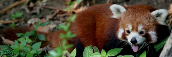 Red Panda Widescreen Photo