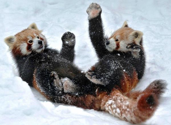 Red Pandas Playing In The Snow