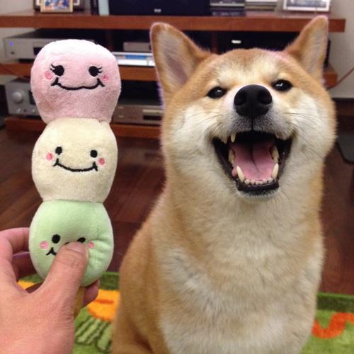 Shiba Inu Photos Happy