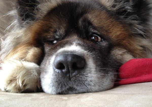 Akita Photos Fluffy