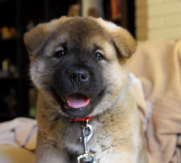 Akita Photos Puppy