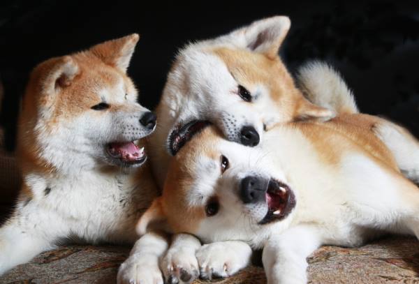 Akita Puppies