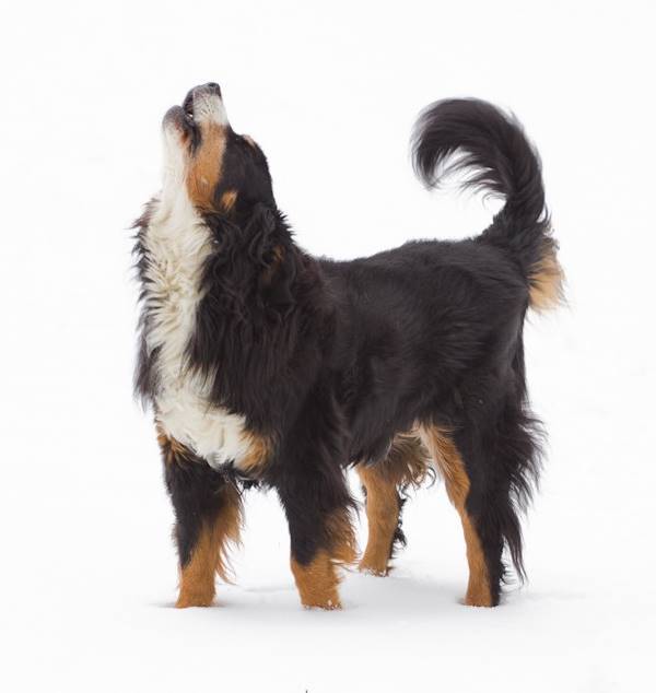Bernese Mountain Dog Loves Snow