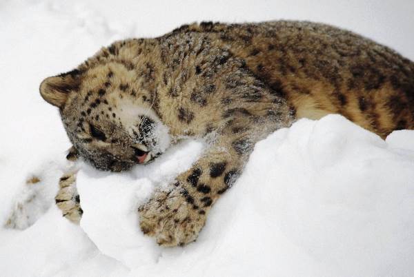 Cat Hugs The Snow