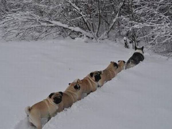 Corgi Leads Pugs In The Snow