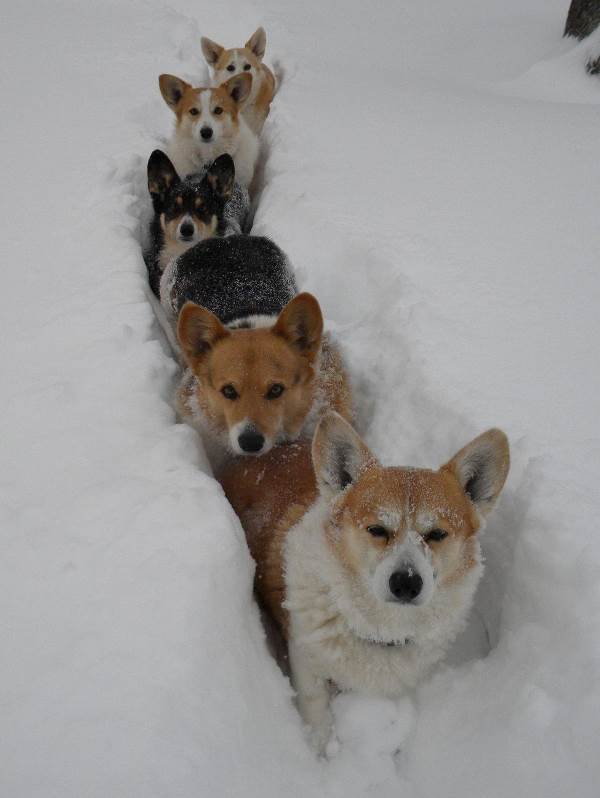 Corgis In The Snow