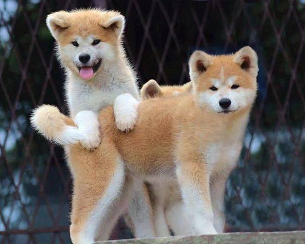Cutest Akita Photos Puppies
