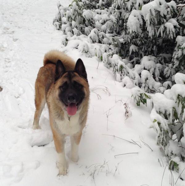 Cutest Akita Photos Puppies