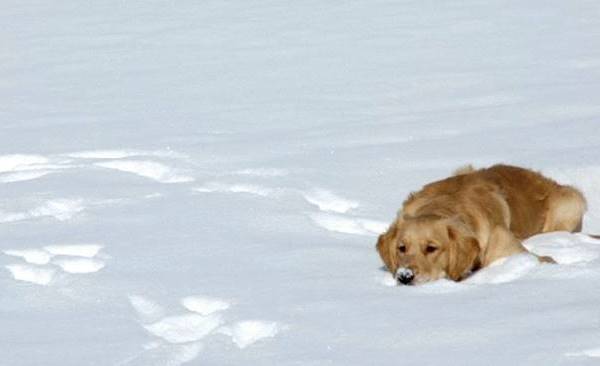 Dog Resting In The Snow