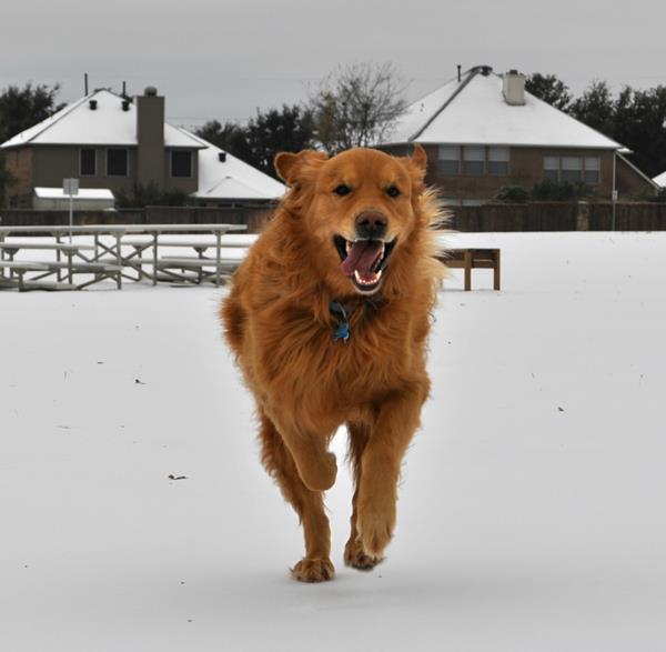 Dog Running In The Snow