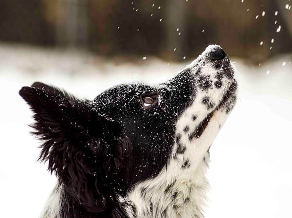 Dogs And Snow