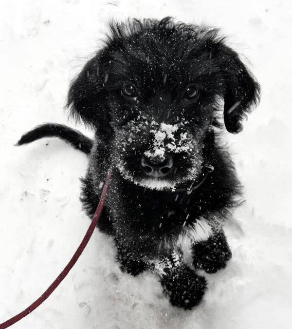 Dogs In The Snow