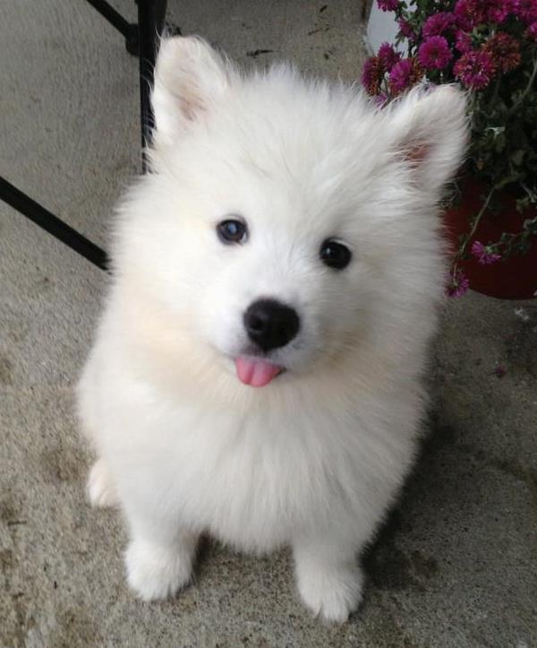 Samoyed Photos