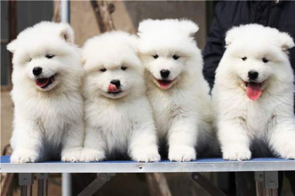 Samoyed Puppy Pictures