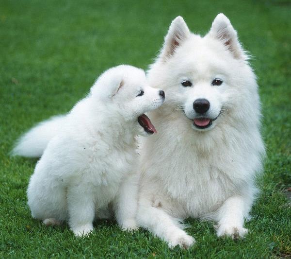 Samoyeds