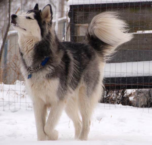Siberian Husky Loves Snow