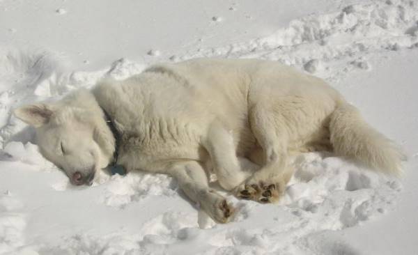 Snow Dog