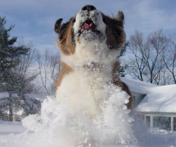 St. Bernard Loves The Snow