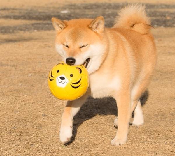 Adorable Shiba Inu Maru