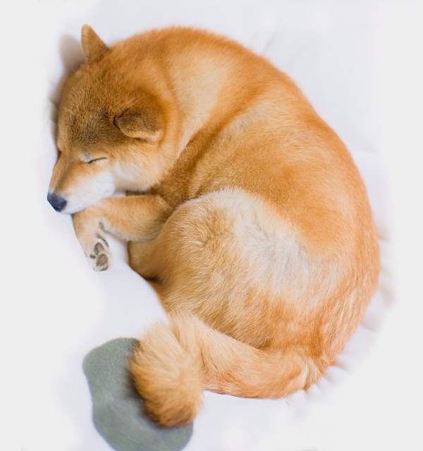 Adorable Shiba Inu