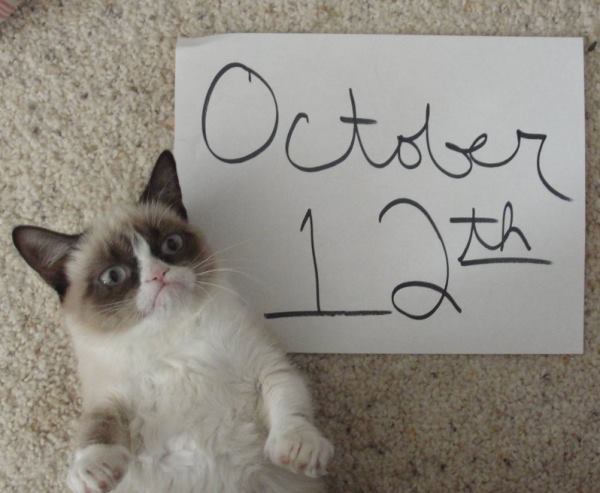 Confused Grumpy Cat