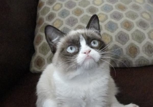 Cute Face Grumpy Cat