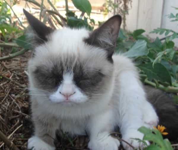 Cute Grumpy Cat
