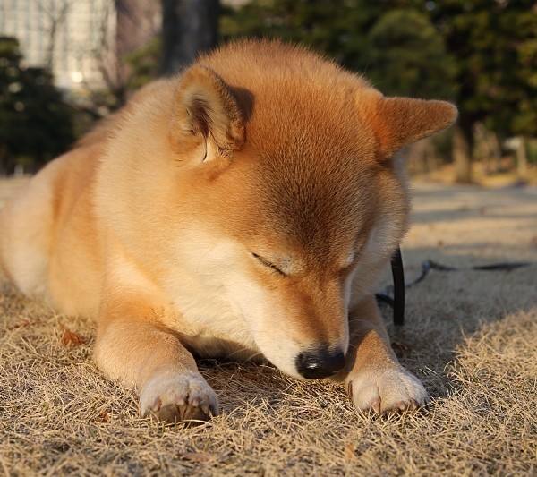 Cute Shiba Inu