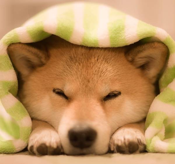 Cutest Shiba Inu On Instagram