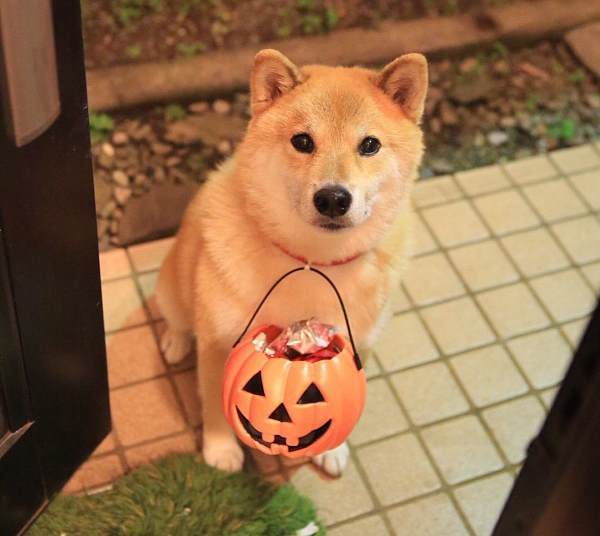 Cutest Shiba Inu