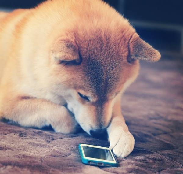 Maru With iPhone
