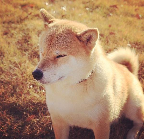 Fluffy Shiba Inu