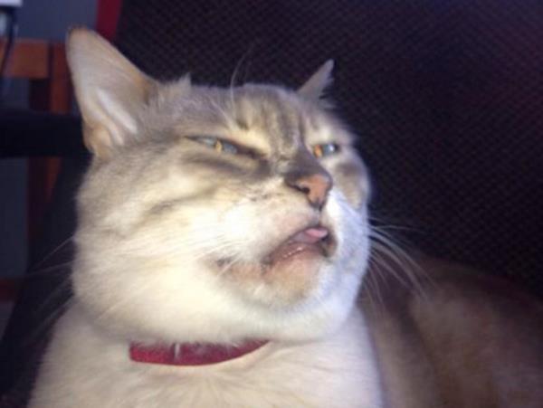 Funny Cats