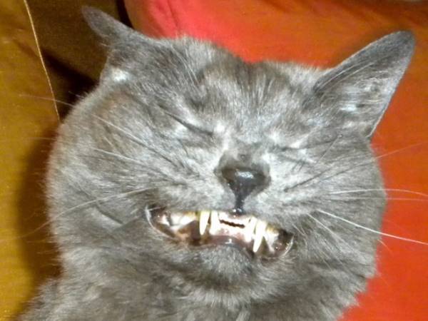 Funny Pictures Of Cats Sneezing