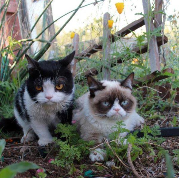 Grumpy Cat And Pokey