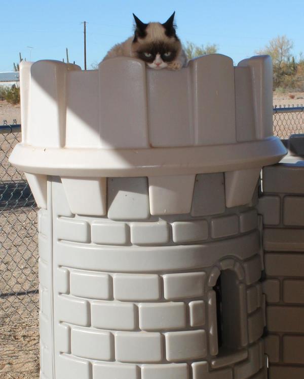 Grumpy Cat In A Fortress