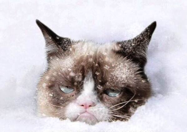 Grumpy Cat In Snow