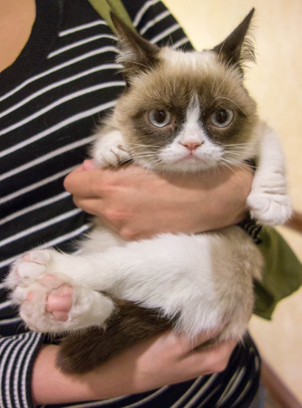 Grumpy Cat Kitten