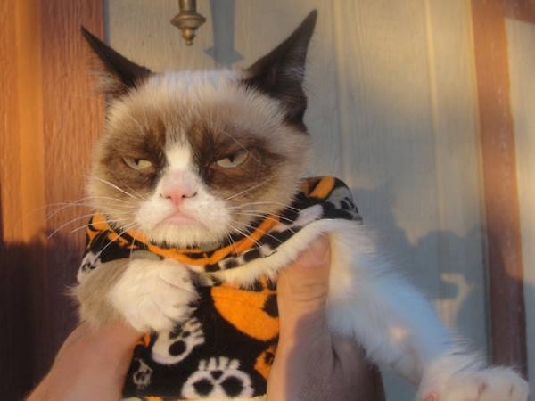 Grumpy Cat Photos