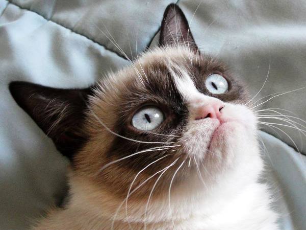 Grumpy Cat Picture