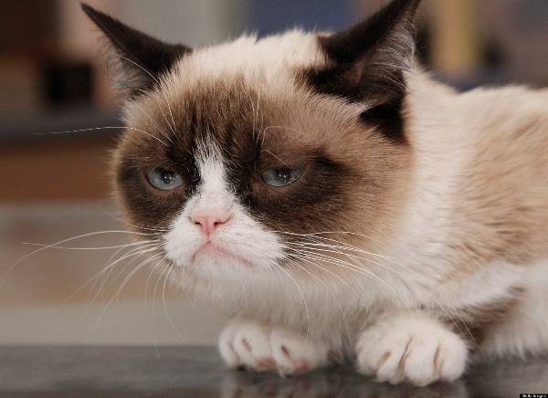 Grumpy Cat Pictures Face