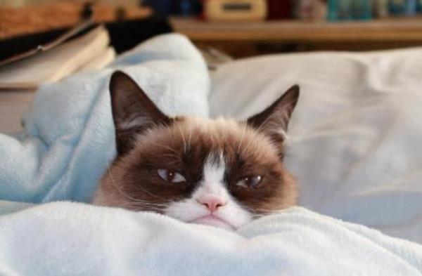 Grumpy Cat Pictures Resting