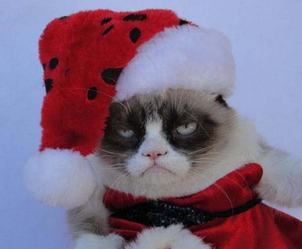 Grumpy Cat Pictures Santas Hat