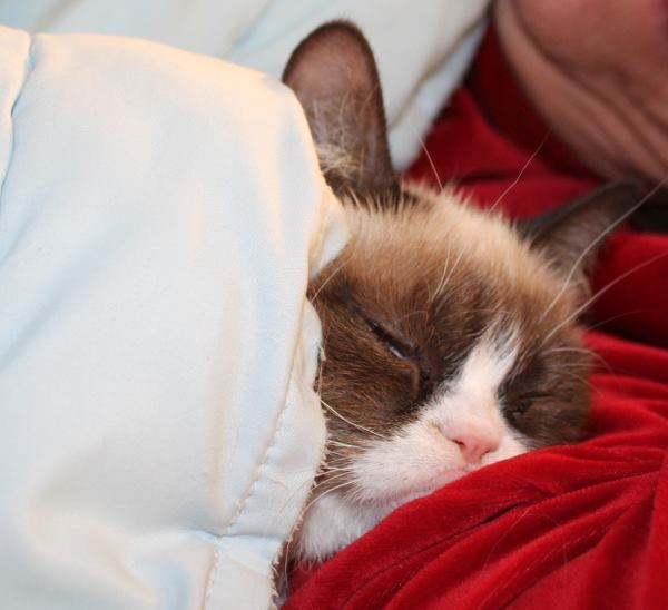 Grumpy Cat Pictures Sleeping