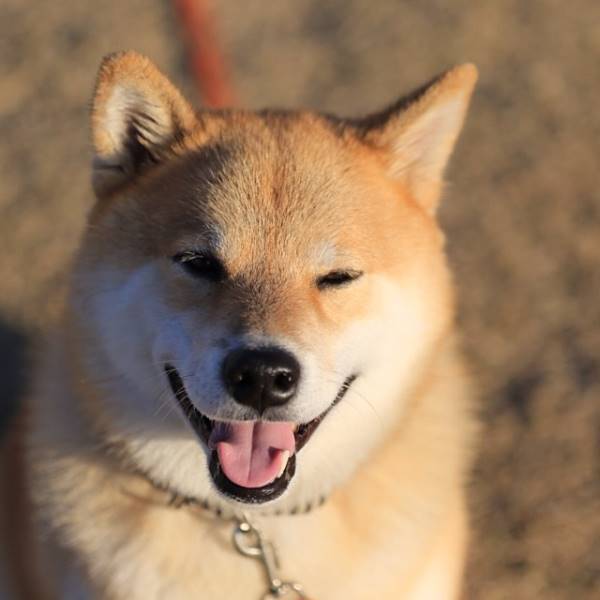Happy Maru