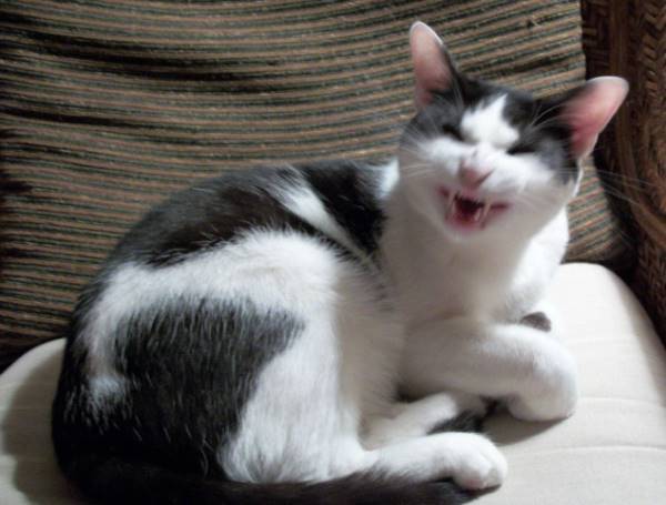 Hissing Cat
