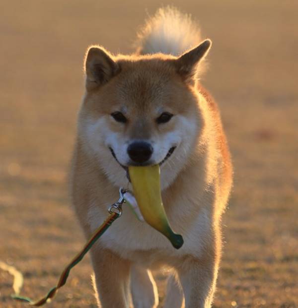 Maru Carrying A Banana