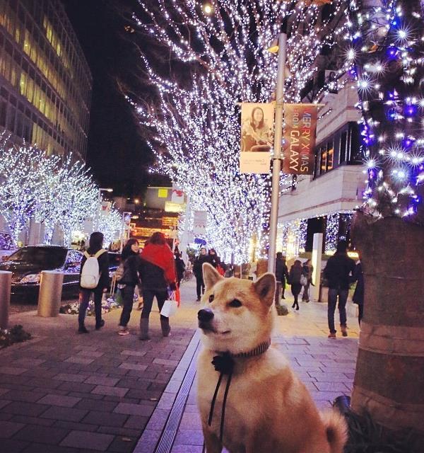Maru During Christmas